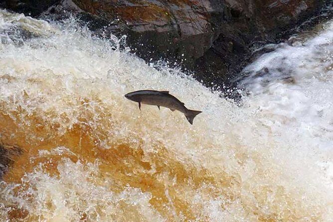 Invergordon Cruise Excursion - Castle ,Whisky and History Tour - Who Is This Tour Best Suited For?