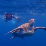 Kayaking with Dolphins and Turtles and Snorkelling in Tenerife - Final Thoughts