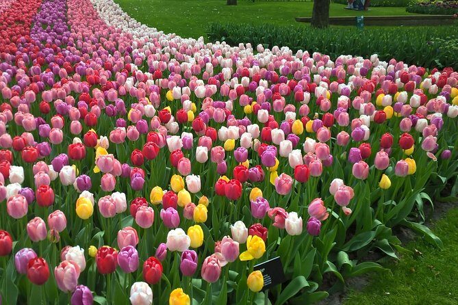 Keukenhof's Tulips and Windmills Small-Group Tour from Amsterdam - What the Tour Gets Right