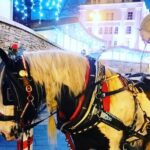 Killarney Jaunting Car Tour - Detailed Breakdown of the Experience