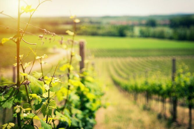 Knossos Wine & More - The Highlights: Why You Should Consider This Tour