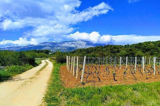 Korcula Bike & Wine Tour - Mountain Bike Tour - The Experience in Detail