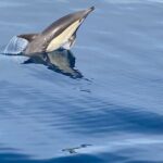 La Herradura: Sailboat with a view of dolphins-Shared - Snacks, Beverages, and Atmosphere