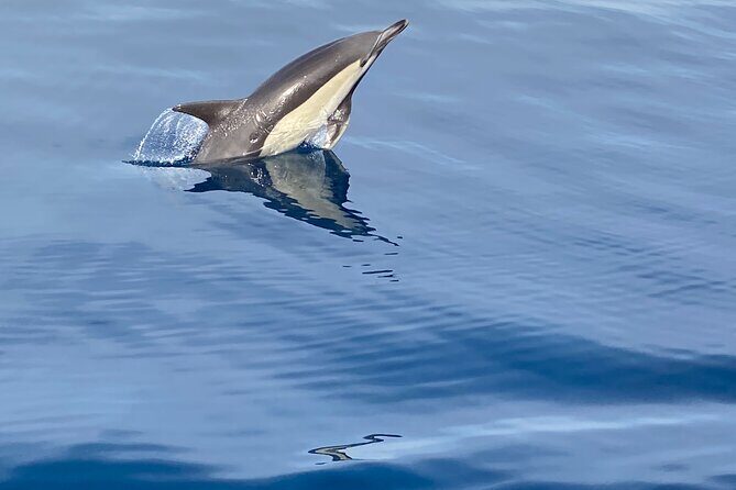 La Herradura: Sailboat with a view of dolphins-Shared - Snacks, Beverages, and Atmosphere