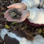 Langhe Truffle hunting Experience - The Guides and Their Role in Making This Special