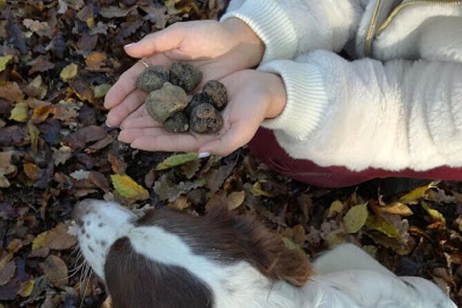 Langhe Truffle hunting Experience - The Guides and Their Role in Making This Special