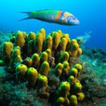 Lanzarote Introductory Scuba Diving Experience - What You Can Expect from the Itinerary