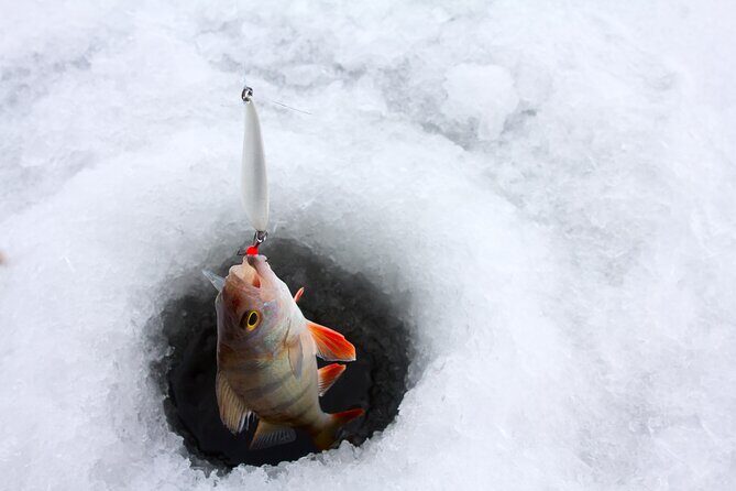 Lapland Ice Fishing Experience from Rovaniemi - The Realities of Ice Fishing