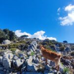 Lasithi plateau,wine and olive oil tasting,Greek Mythology park - What Makes This Tour Stand Out