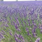 Lavender Beauty Small Group Half Day Tour from Avignon - Transport, Duration, and Group Size