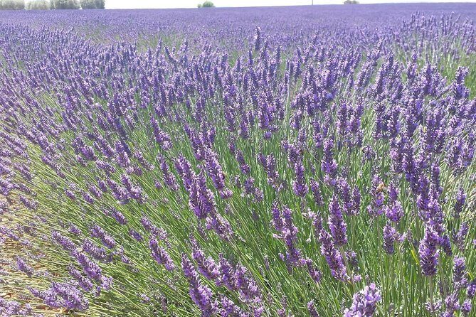 Lavender Beauty Small Group Half Day Tour from Avignon - Transport, Duration, and Group Size