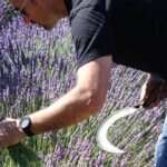 Lavender Harvesting and Distillation Workshop in Bellegarde - Practical Considerations & Tips