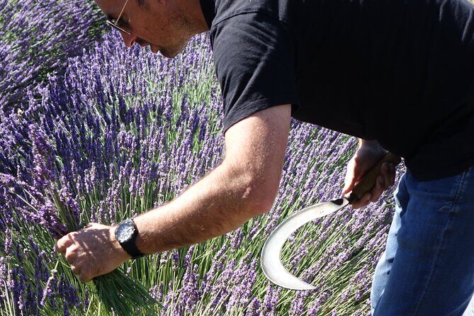 Lavender Harvesting and Distillation Workshop in Bellegarde - Practical Considerations & Tips