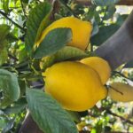 Lemon path hike - Amalfi coast - Practical Details and Considerations