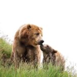 Libearty Bear Sanctuary and Dracula's Castle - Day Tour from Bucharest - What’s Included and What’s Not