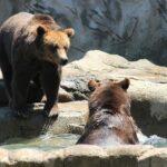 LiBEARty Brown Bear Sanctuary and the most important castles from Romania - What Travelers Are Saying