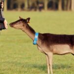 Liberty Irish Tours Dublin City & Wicklow Mountains Luxury Car Shore Excursion - Why the Price Reflects the Experience