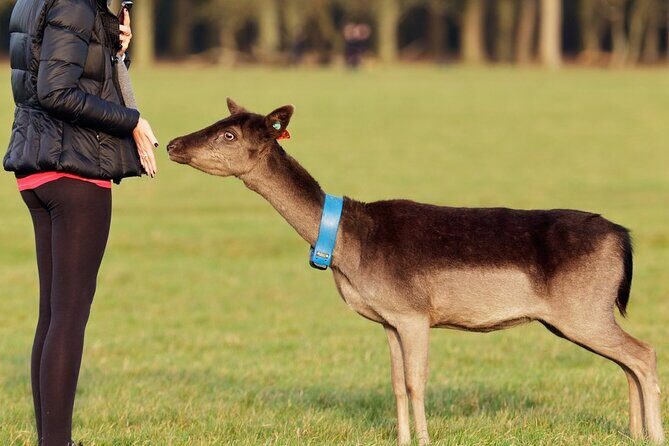 Liberty Irish Tours Dublin City & Wicklow Mountains Luxury Car Shore Excursion - Why the Price Reflects the Experience