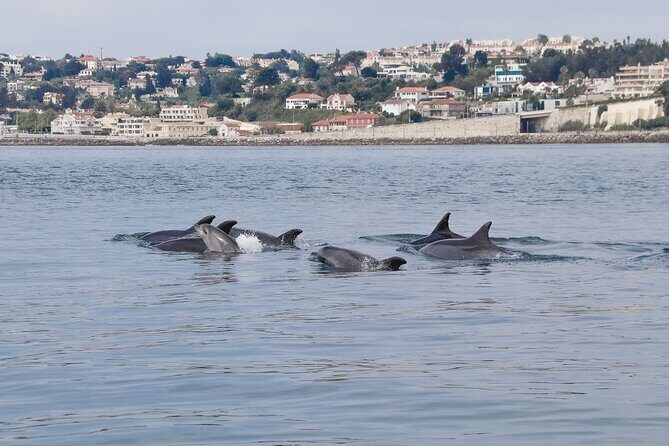 Lisbon Dolphin Watching with a Marine Biologist in a Small Group - The Marine Life and Sightings