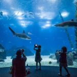 Lisbon Oceanario: Aquarium Entrance Ticket - The Itinerary and Experience