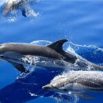 Lobos Island - The dolphin route - Who Would Love This Tour?