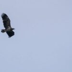 Lofoten Island: Silent Trollfjord Cruise from Svolvær - Experience Quality and Comfort