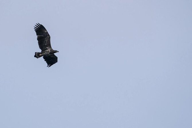 Lofoten Island: Silent Trollfjord Cruise from Svolvær - Experience Quality and Comfort