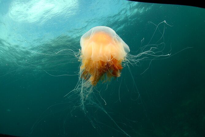 Lofoten Unique Snorkeling Experience in Dry Suit - Why This Tour Is Worth the Price