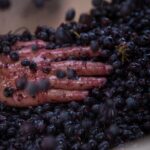 Lucca - Wine tasting at Tenuta Mareli - The Bottom Line