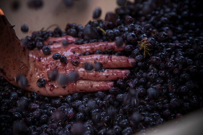 Lucca - Wine tasting at Tenuta Mareli - The Bottom Line