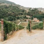 Lucca: Wine Tasting Experience - Tenuta Adamo Winery - The Setting and Views