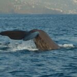 Madeira Dolphin & Whale Watching Tour - Final Thoughts: Who Is This Tour Best For?
