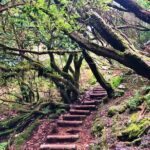 Madeira: Private Guided Walk Vereda Fanal PR13 - Authentic Traveler Feedback