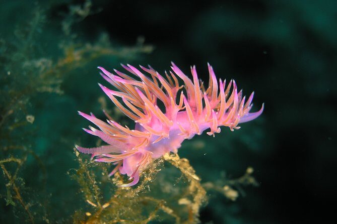 Mallorca: SSI Open Water Diver course - Practical Details You Need to Know