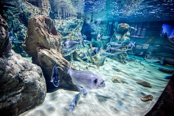 Malta National Aquarium Entrance Ticket - Visitor Feedback Highlights