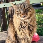 Meet the Cats of Acropolis and Thissio Private Tour - What Travelers Are Saying