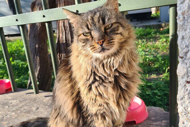 Meet the Cats of Acropolis and Thissio Private Tour - What Travelers Are Saying