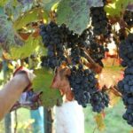 Modena area: Balsamic Vinegar Aceto Tasting Experience - Authenticity & Reviews from Past Participants