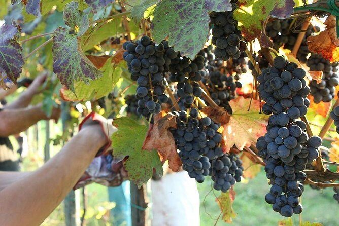 Modena area: Balsamic Vinegar Aceto Tasting Experience - Authenticity & Reviews from Past Participants