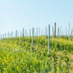 Monferrato (Asti): Wine Tour with light lunch picnic in the vineyards - Authentic Experiences & Real Traveler Feedback