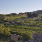 Montefioralle Winery - Tour and Wine Tasting in Chianti - Who Should Book This Tour?