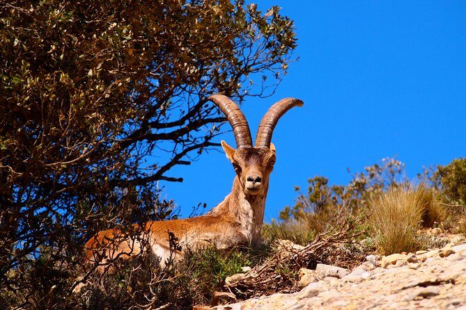 Montserrat Half Day with Cable Car and Easy Hike from Barcelona - Who Is This Tour Best For?
