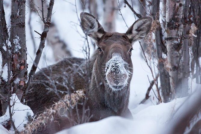 Morning hike in Abisko National Park - The Sum Up
