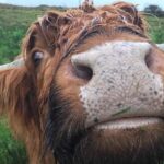 Multi Day Private Tour Of Scotland - Day 2: Highlands and the No-Rules Approach