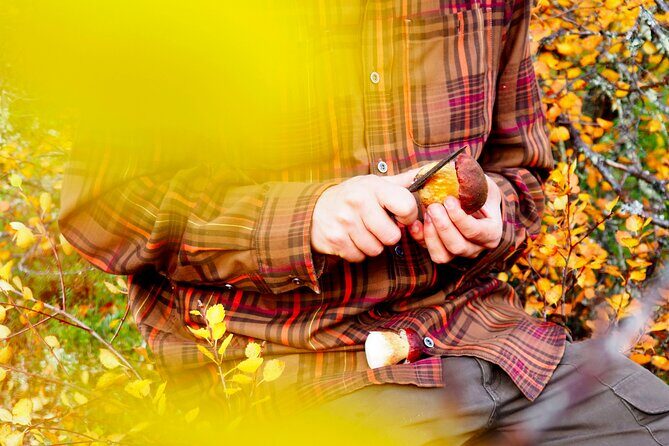 Mushroom Hunting in a National Park - The Value of This Tour