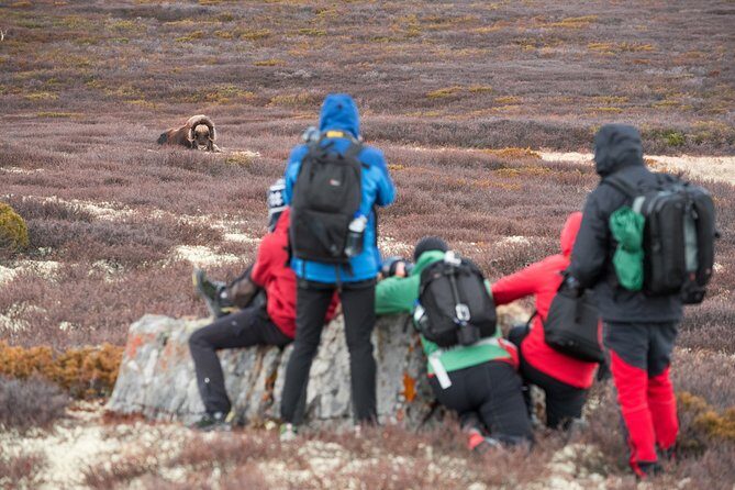 Musk ox Safari in Dovrefjell National Park from Oppdal - Analyzing the Value and Practicalities