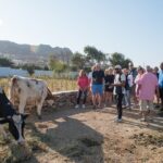 Mykonian Farm Experience - What the Reviews Say