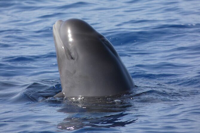 No chase Whale & Dolphin tour putting Marine Life first - we care - The Experience: Views, Wildlife, and Atmosphere