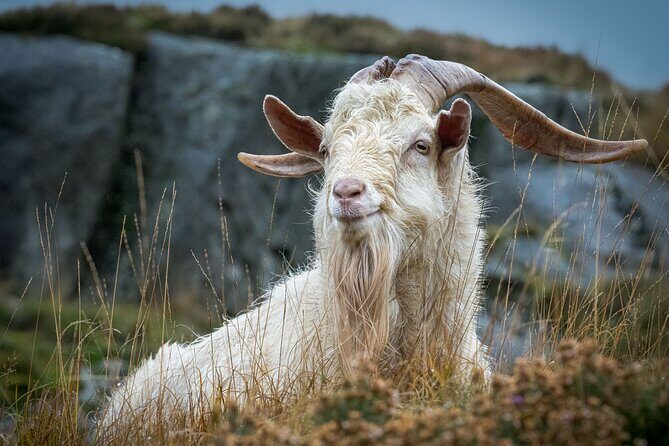 North Wales and Caernarfon Castle day tour from Chester - Who Will Love This Tour?