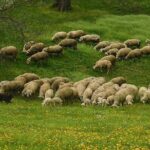 Northern Serbia: Sremski Karlovci & Novi Sad with Wine Tasting in a cellar - The Itinerary in Detail: What to Expect